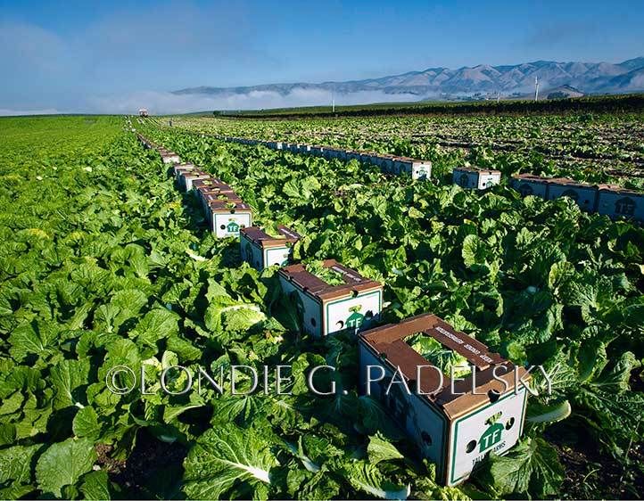 Fresh picked and boxed lettuce.   San Luis Obispo, California.   ©Londie G. Padelsky 1110_LGP1894_LondieGPadelsky
