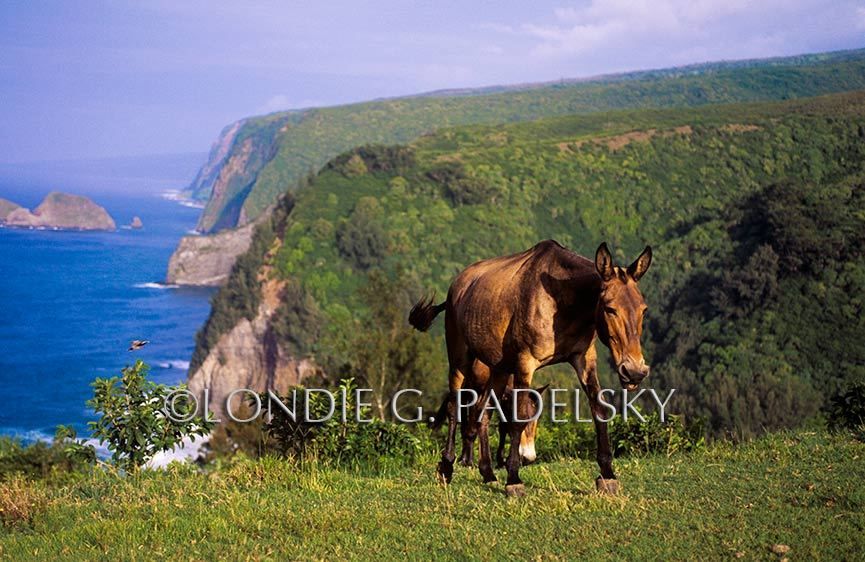 HA35-100_LondieGPadelsky