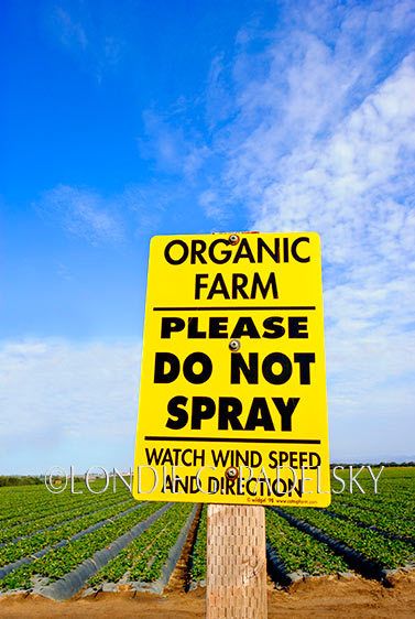 'Organic Farm' sign infront of a strawberry crop.  ©Londie G. Padelsky 101005_LGP3827_LondieGPadelsky
