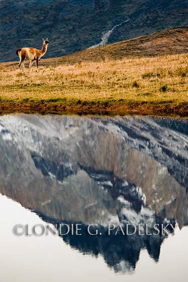 Guanaco and mountain reflection, southern Chile, Patagonia, South America                     ©LondieGPadelsky SMER_09824_LondieGPadelsky