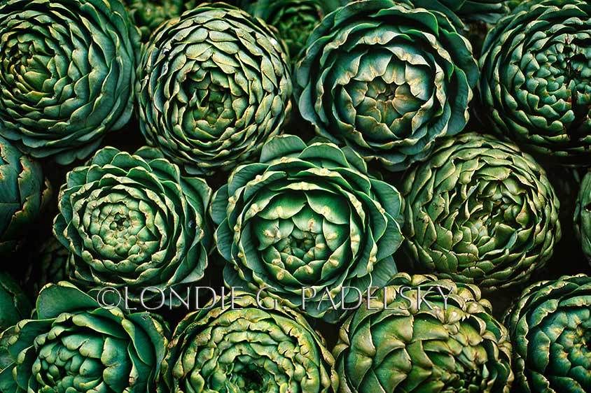 Fresh picked artichokes from Castroville, the artichoke center of the world, and a small town in Monterey County, California.  ©Londie G. Padelsky SLC-8196_LondieGPadelsky