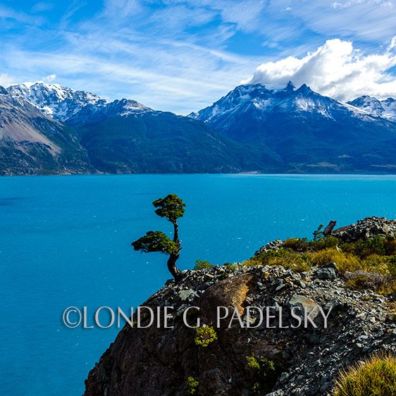 Lone Tree at Lago General Carrera, Chile in Patagonia      ©Londie G. Padelsky SAC_LGP1201_1103_LondieGPadelsky