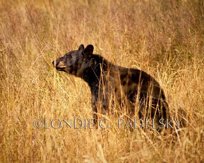 Black bear wandering in the tall grasses. Santa Margarita, California                ©Londie G. Padelsky  ES35-2365_LondieGPadelsky