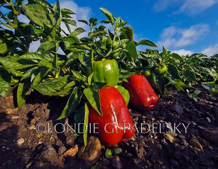 Red and green bell peppers, San Luis Obispo, California.  ©Londie G. Padelsky 1110_LGP3357_LondieGPadelsky