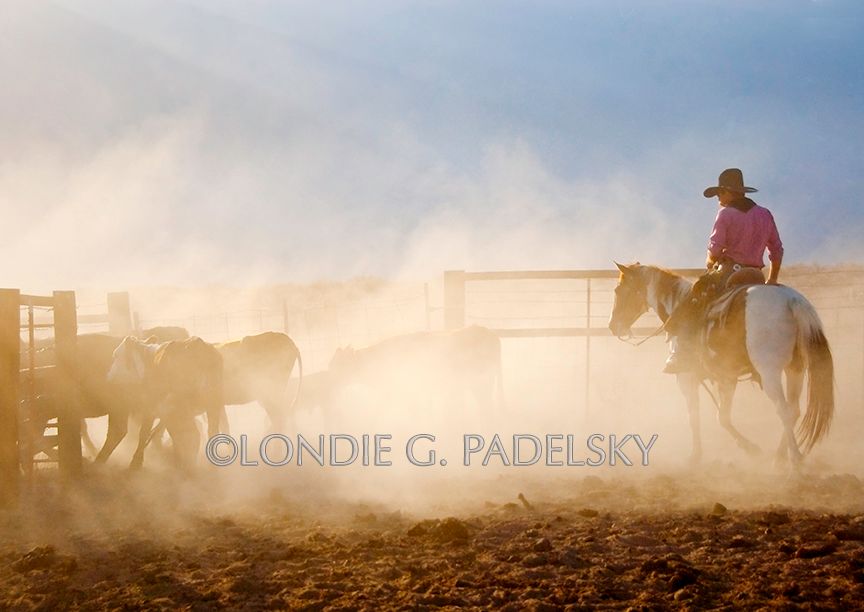 cowboy, cowboys, riding, western, cattle roundup, cattle, dusty, eastern sierra Cowboy cattle roundup