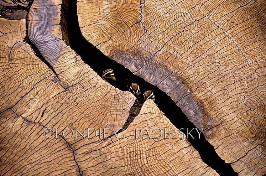 Little critters peeking out of a crack in a giant Sequoia Tree, Sequoia National Park, California ©Londie Garcia Padelsky SNP-147_LondieGPadelsky