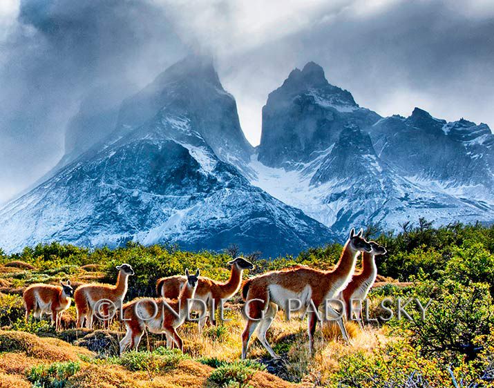 Guanaco's at Torres Del Paine National Park, Chile Patagonia       ©Londie G. Padelsky _LGP5691_LondieGPadelsky