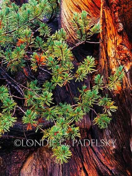 Rain soaked pine tree in the high Sierra Nevada, California ©Londie Garcia Padelsky JMTM-623_LondieGPadelsky