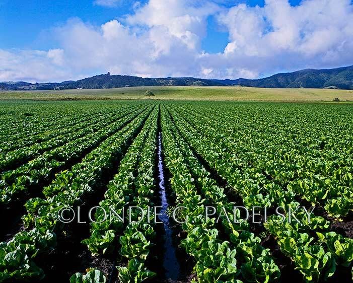 Spinach crop growing in rows on the Central Coast of California.               ©Londie G. Padelsky CA-546_LondieGPadelsky