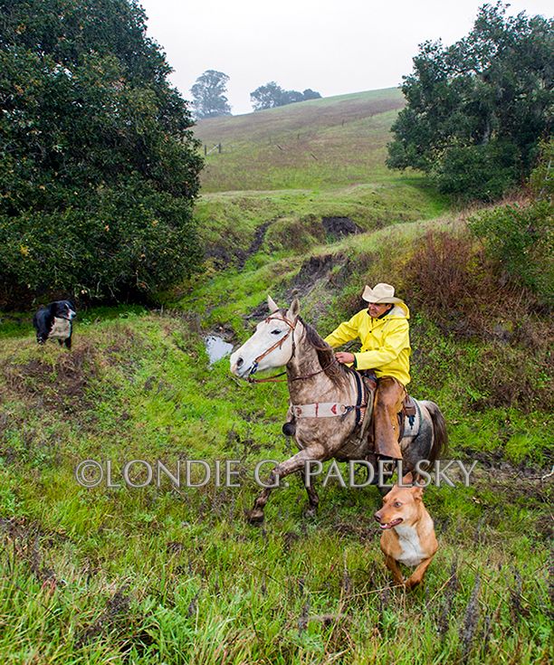 Cowboy riding horseback in the rain, Central Coast of California                ©Londie G. Padelsky SLO_LGP7059v_LondieGPadelsky.jpg