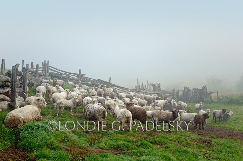 Sheep and morning fog at Azul Valley, Rio Futaleufu, Patagonia, Chile, South America ©Londie G. Padelsky 10SAC_LGP9174_LondieGPadelsky