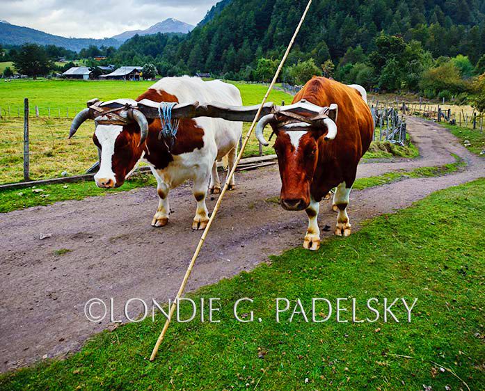 Oxen at work on a country road at Futalefu, Los Lagos Region, Patagonia, Chile, South America ©Londie G. Padelsky 11SAC_LGP0181_LondieGPadelsky