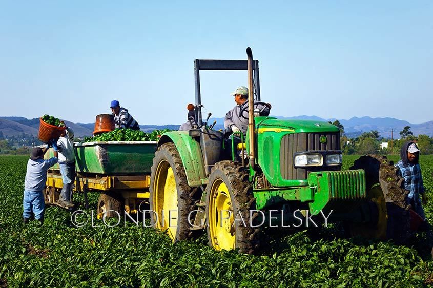 Farm workers picking bell pepper, Central Coast of California.              ©Londie G. Padelsky 1110_LGP1985_LondieGPadelsky