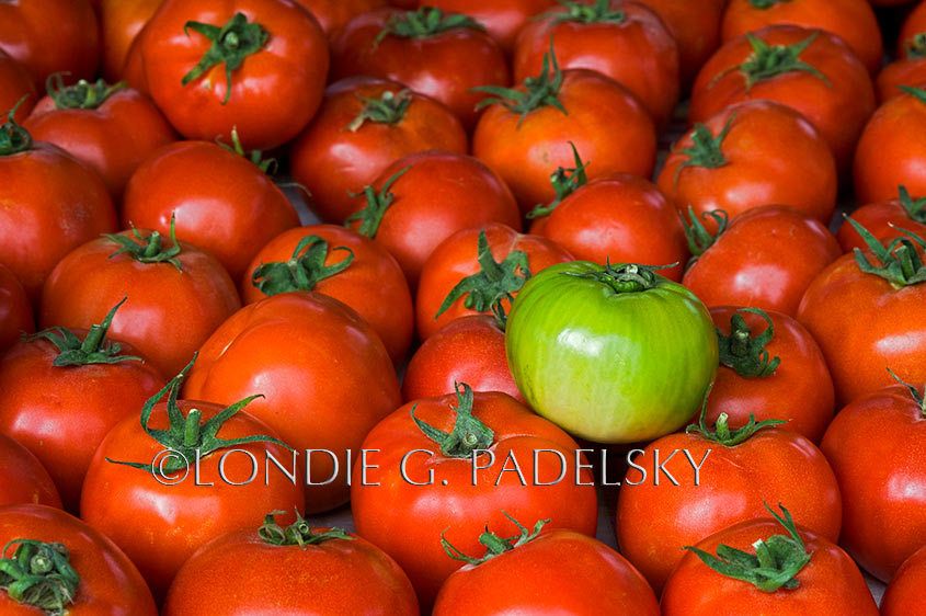 Fresh picked tomatoes in San Luis Obispo, California.   ©Londie G. Padelsky FV-LGP0528_LondieGPadelsky