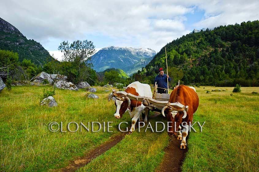 Oxen pulling wooden cart and Chilean man. Southern Chile, South America
©Londie Garcia Padelsky 11SAC_LGP3265_LondieGPadelsky