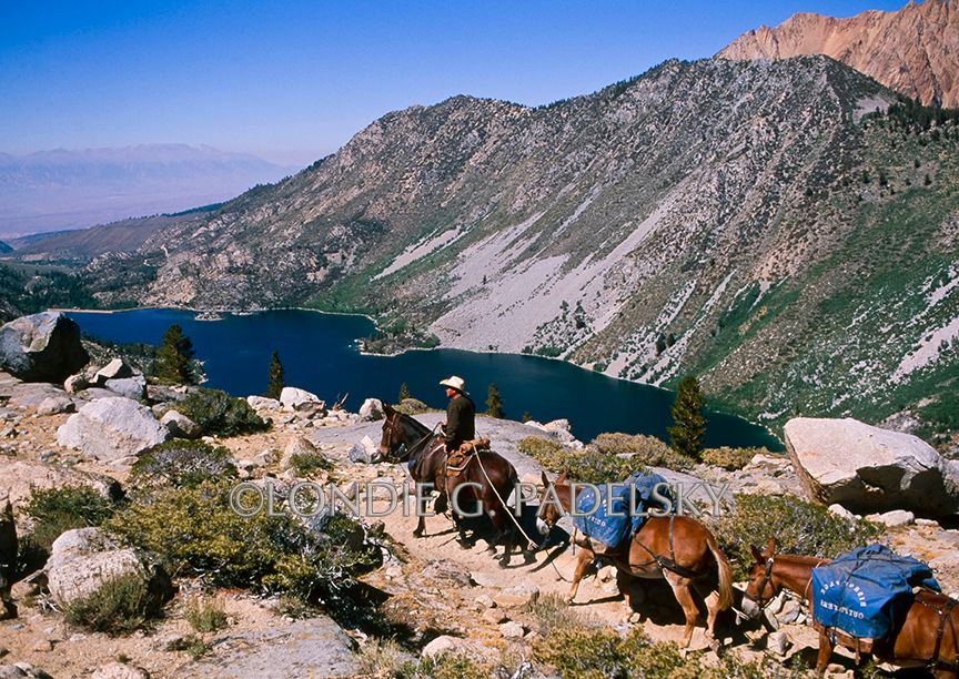 Cowboy leading pack mules in the Inyo National Forest, California                 ©Londie G. Padelsky ES35-4327_LondieGPadelsky