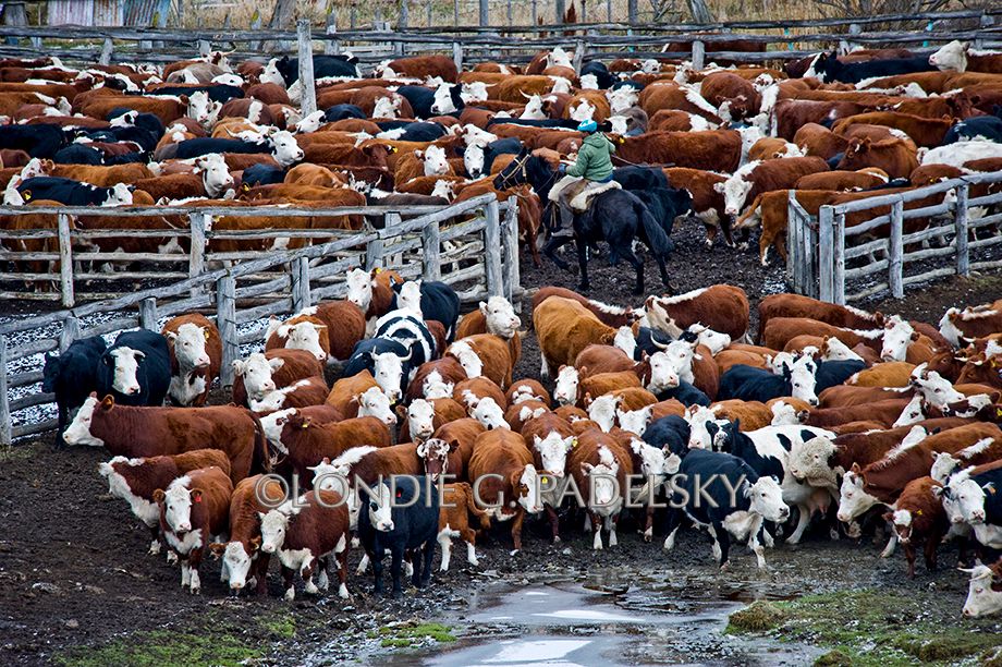 cowboys, cowboy, gaucho, gauchos, cattle, ranch, ranchlife, ranchland, corrals, riding, horseback Cowboys