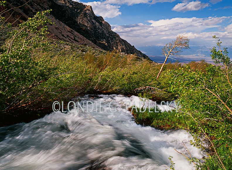 Spring cascade, Horton Creek, Eastern Sierra, C ES-3345_LondieGPadelsky.jpg