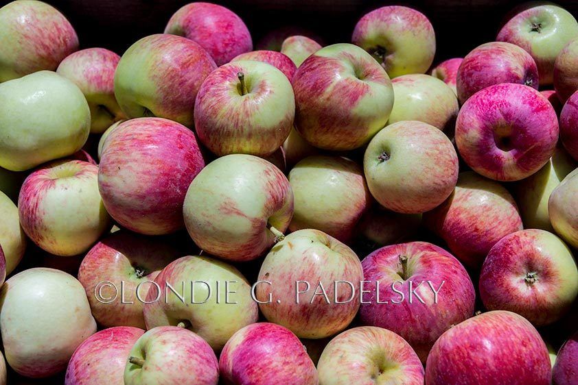 Fresh picked apples.   ©Londie G. Padelsky SLO_5LG7026_LondieGPadelsky