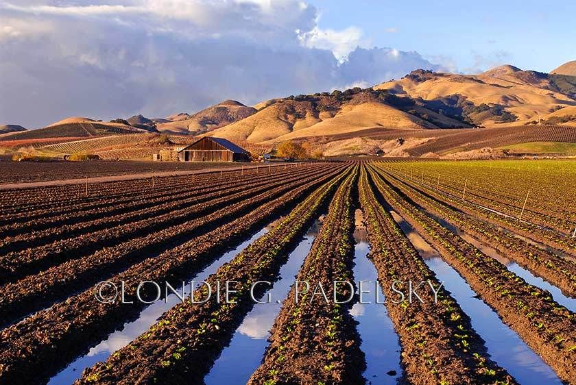 Cloud reflections in rain soaked rows of lettuce lead to the barn on the Central Coast of California.                                 ©Londie G. Padelsky CAD-0171_LondieGPadelsky