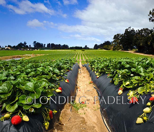 Rows of strawberry crops.  Santa Maria, California.                   ©Londie G. Padelsky LGP6394_LondieGPadelsky.jpg