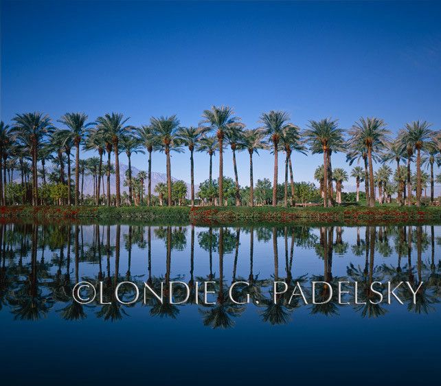 Palm Trees, reflection. Palm Desert, California             ©Londie G. Padelsky  CA-1121_LondieGPadelsky