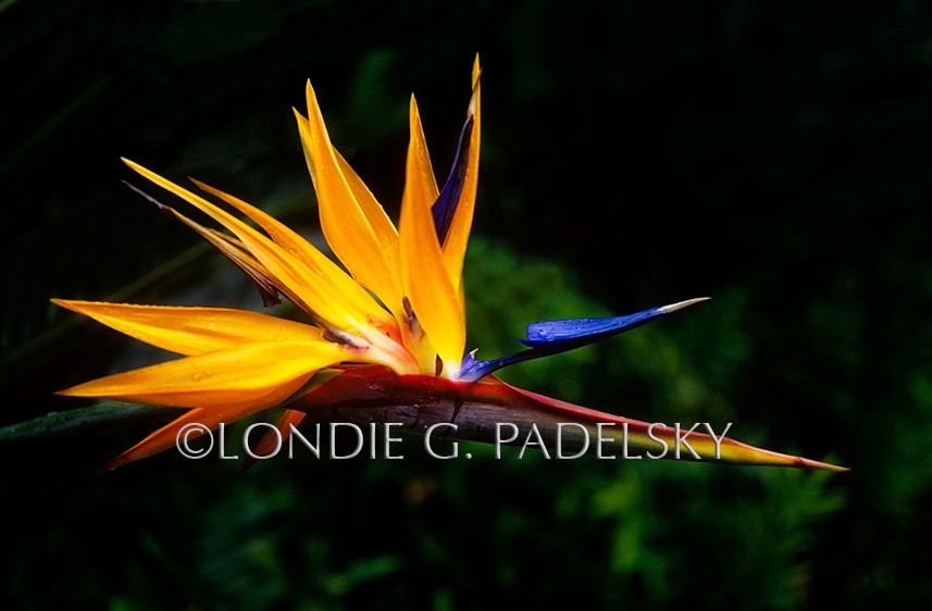 HA35_154_Londie_G_Padelsky