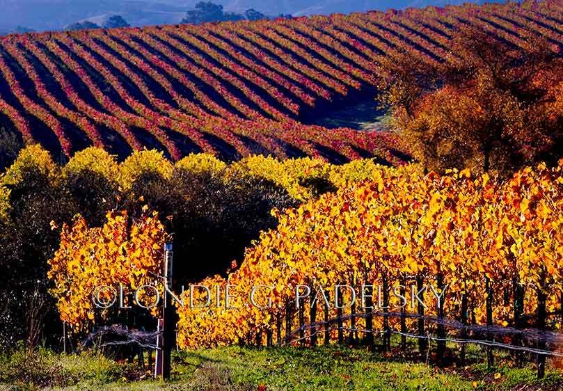 Autumn colored grape leaves, vineyards in San Luis Obisp, California.           ©Londie G. Padelsky SL_LGP7500_1111_LondieGPadelsky