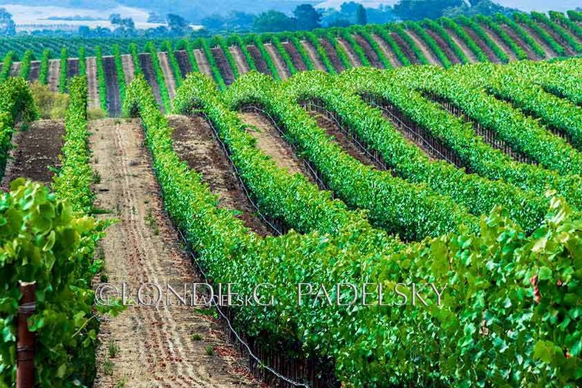 Rows of grapes  at a vineyard on the Central Coast of California.              ©Londie G. Padelsky AG0813_170_LondieGPadelsky