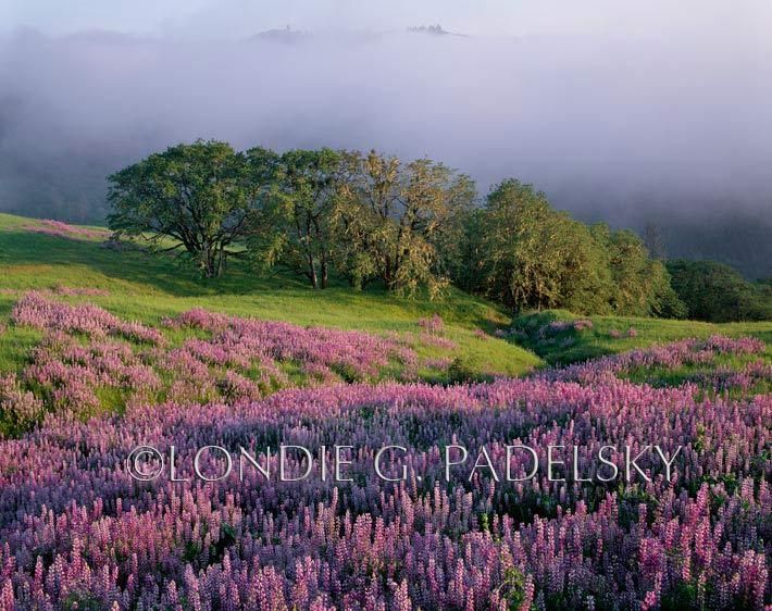 Big leaf Lupine wildflowers lead to Oregon White Oaks at Redwood National Park, Northern California ©Londie G. Padelsky  CA-989_LondieGPadelsky