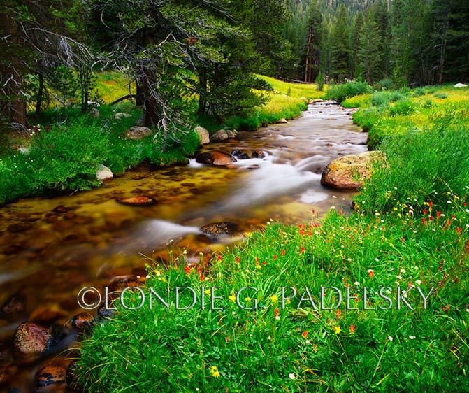 Spring flowers alongside Rock Creek in the Sequoia & Kings Canyon National Park, California ©Londie Garcia Padelsky ES-4306_LondieGPadelsky