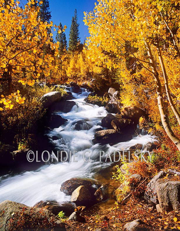 Fall aspen trees and Bishop Creek, Eastern Sierra, CA ESF-1262_LondieGPadelsky.jpg