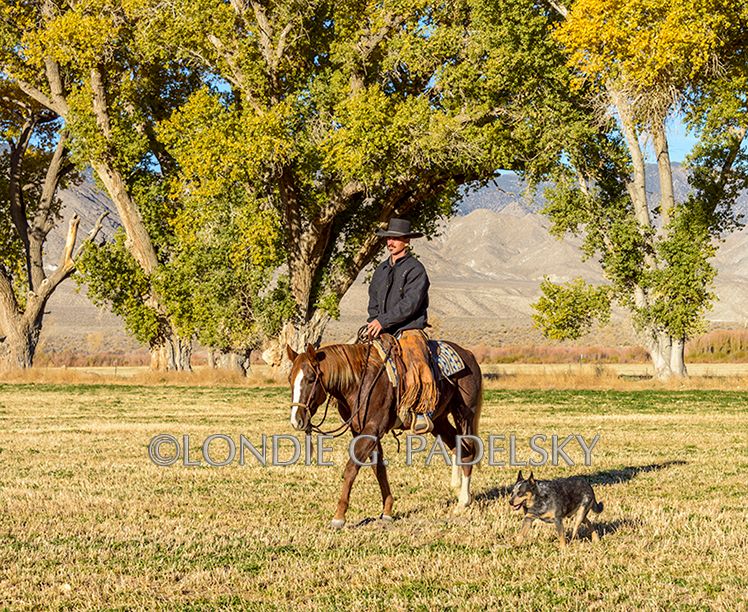 Cowboy riding horseback in the fall colors with his dog alongside, Nevada. ©Londie G. Padelsky ND1113_115_LondieGPadelsky