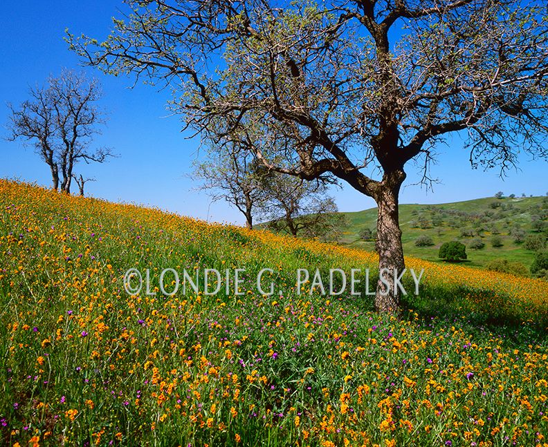 Wildflowers and Oaks, Southern Sierra, CA OT-102_LondiPadelsky .jpg
