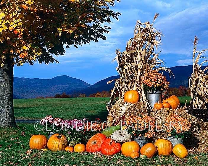Autumn holiday scene with pumpkins, flowers, and corn stalks. Stowe,Vermont.              ©Londie G. Padelsky VT-101_Londie_G_Padelsky