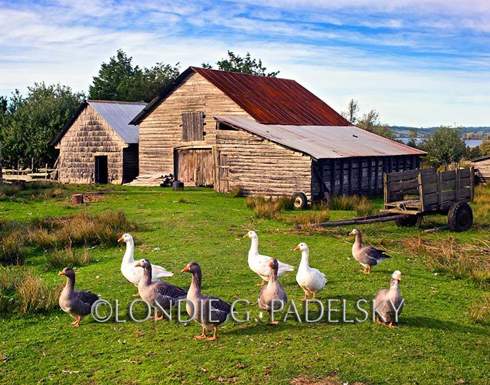 Geese at the barnyard, Chiloe Island, Northern Patagonia, Chile                 ©Londie G. Padelsky CHILE_2185_LondieGPadelsky