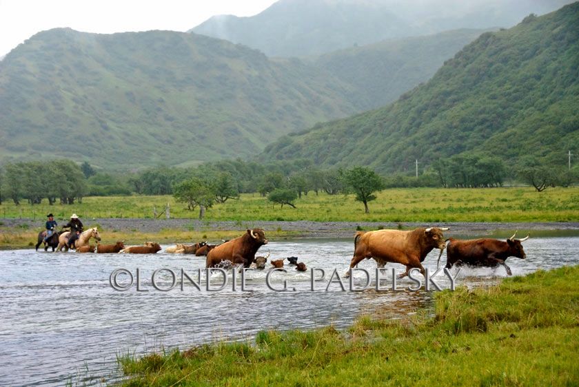 Alaska, Alaskan, Kodiak Island, Island, cattle roundup, roundup, cowboys, western Cattle roundup on Kodiak Island, Alaska