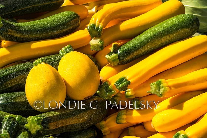 Fresh picked yellow and green summer squash and zuccinni SLO_5LG6006_LondieGPadelsky
