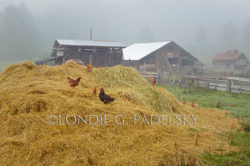 Chickens in the hay pile at the farm, Azul Valley, Rio Futaleufu, Patagonia, Chile, South America ©Londie G. Padelsky 10SAC_LGP9182_LondieGPadelsky