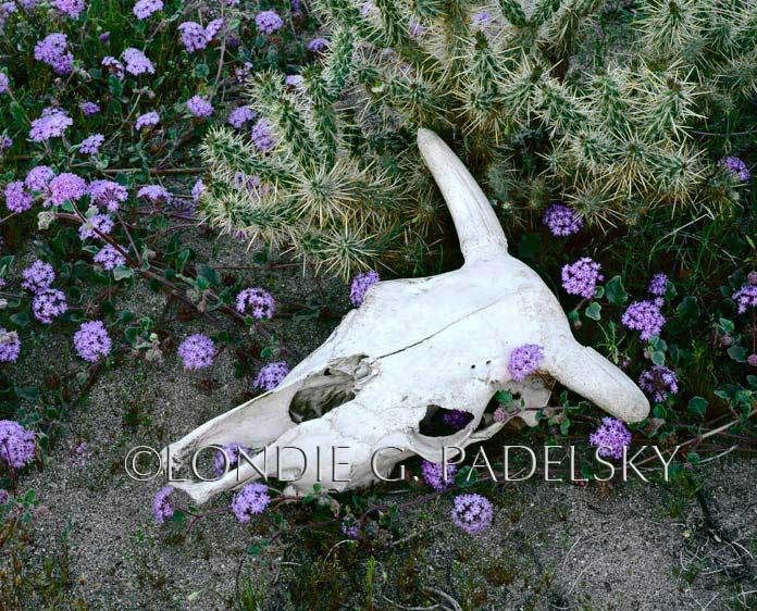 Desert cow skull, cactus, and spring flowers. Mojave Desert, California  ©Londie G. Padelsky  AB-184_LondieGPadelsky