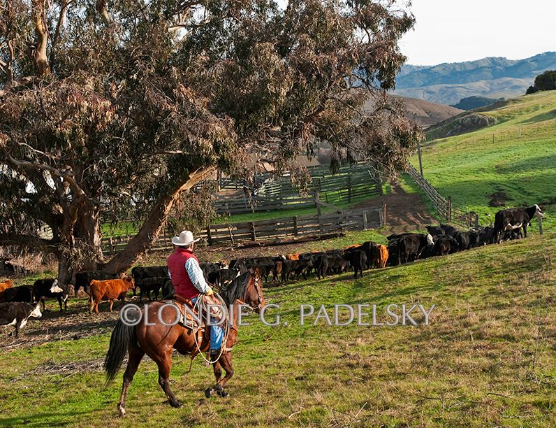 Cowboy riding horseback herds cattle to the corrals. Central Coast of California ©Londie G. Padelsky QLP0813_LondieGPadelsky