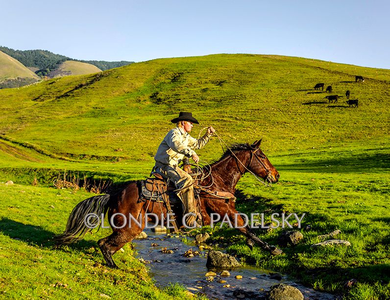 Cowboy gallops horse across a creek. Central Coast of California               ©Londie G. Padelsky SLO_LGP1539_LondieGPadelsky