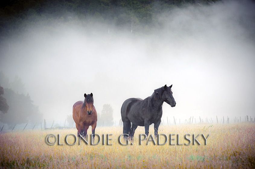 Two horses in a fog shrouded pastures. Patagonia, Chile, South America ©Londie G. Padelsky 11SAC_LGP9170_LondieGPadelsky