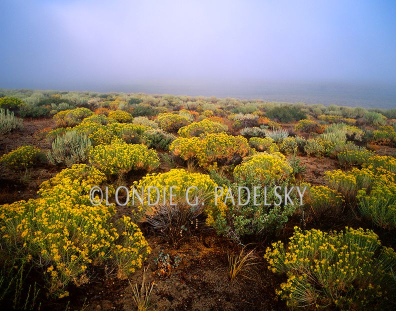 Fog over the Bitterbrush, Eastern Sierra, CA ES-3363_LondieGPadelsky.jpg