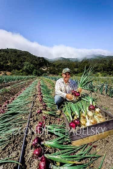 Farmer picking onions at Avila Valley Barn, San Luis Obispo County, California  ©Londie G. Padelsky SLO_1205_221_LondieGPadelsky