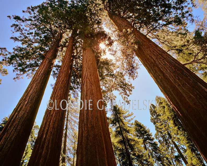 Giant Sequoia Trees, Sequoia National Park, CA SKP-513_LondieGPadelsky .jpg