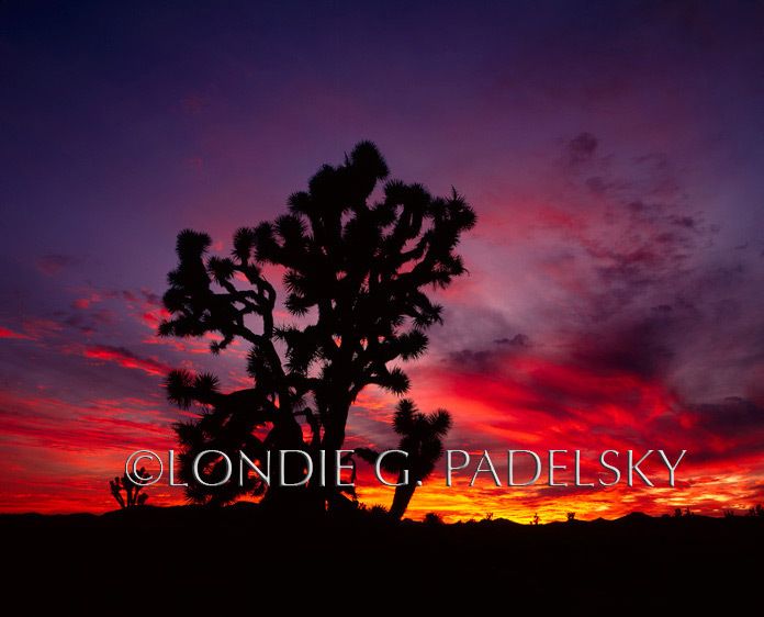 Sunset, Joshua Tree at the Mojave Desert National Preserve. Mojave Desert of San Bernardino County, California              ©Londie G. Padelsky  EM-150_LondieGPadelsky