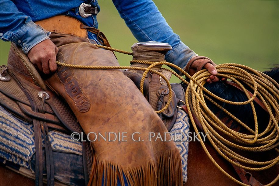 cowboy, cowboys, cattle roundup, dally, dallying, western, saddle, rope, roping Cowboy Roping
