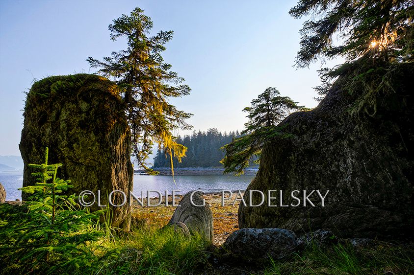 sitka spruce tree, tree, island, islands, rocks, shore, coast, coastline, coastal, southeastern Alaska A lone sitka spruce tree growing on the top of a rock, southeastern Alaska