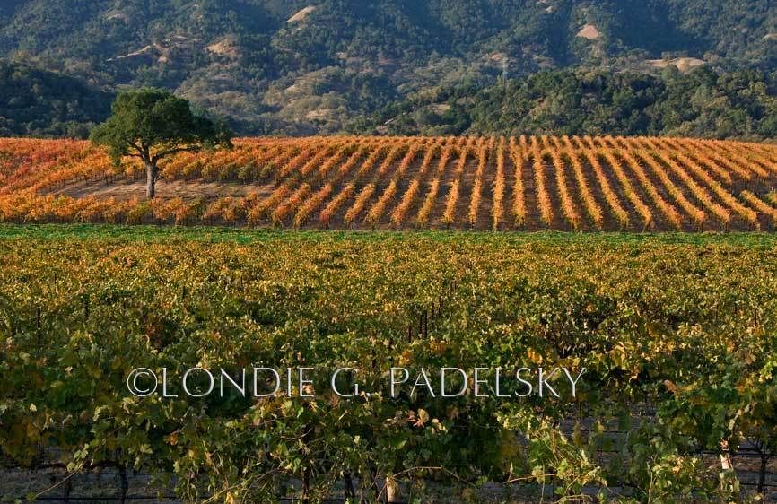 Oak tree in the midst of an autumn colored  grape vineyards, Central California              ©Londie G. Padelsky  CAD_004_LondieGPadelsky